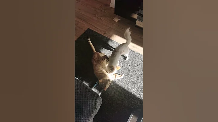 Video 4730501: bengal cat play fight, dog bengal cat