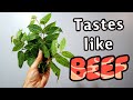 TOON LEAVES: The LEAF that Tastes Like BEEF! - Amazing Plants
