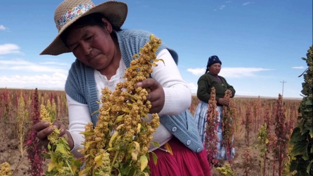 Хозяйство перу Хозяйство перу