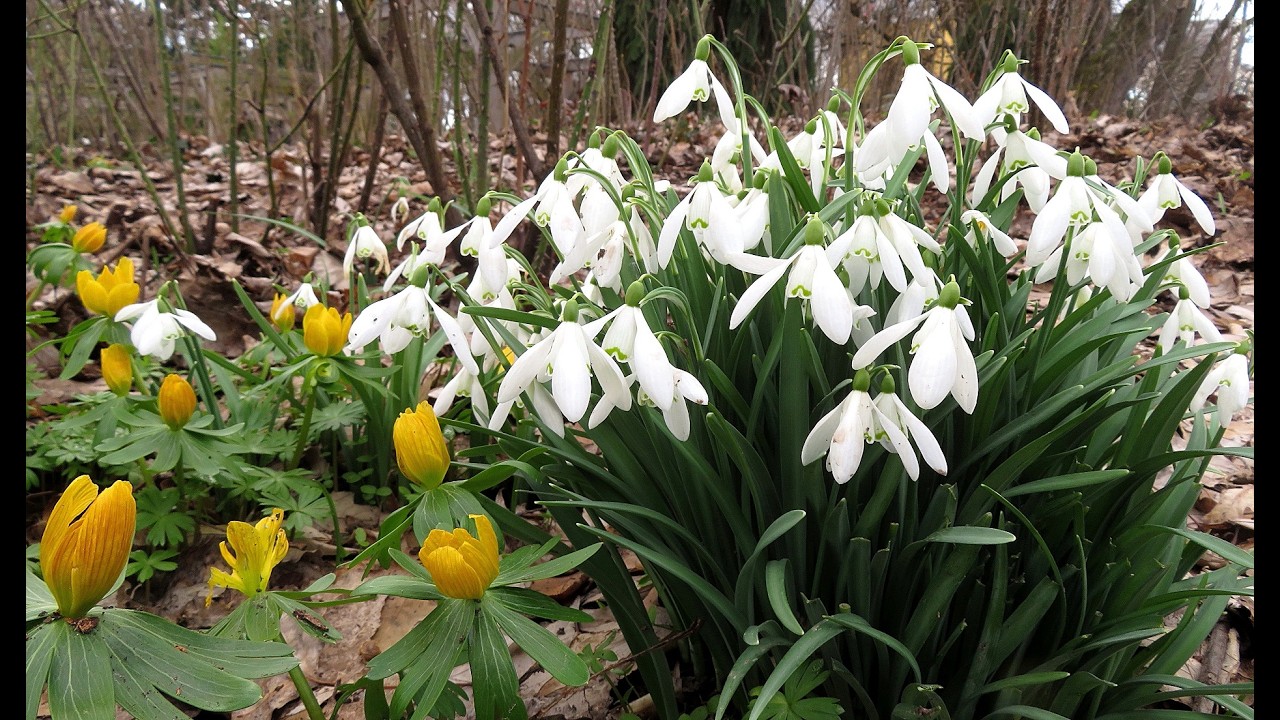 Willkommen, Frühling! - Welcome spring! - Καλώς ήρθες, άνοιξη!