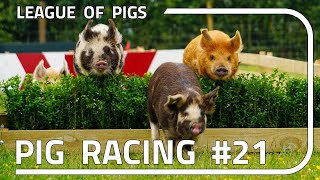 League Of Pigs - Season 6 - Round 1