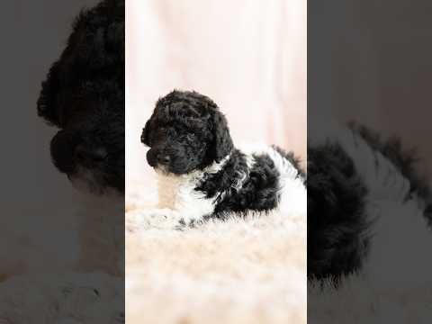 Ebony and Casper's girl standard poodle puppies
