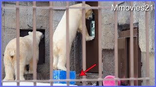 ぐらぐら踏み台にバランスよく乗るホッキョクグマ リラ　Polar Bear