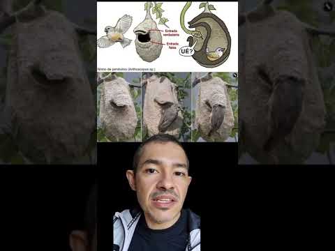 Vídeo: Qual cobra constrói ninho para seu ovo?