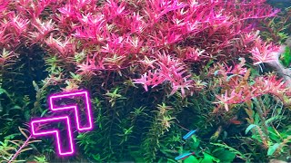 Rotala Rotundifolia/Colorata: Quick Guide to this colourful stem plant