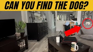 Find the Hidden Animals # 10 screenshot 3