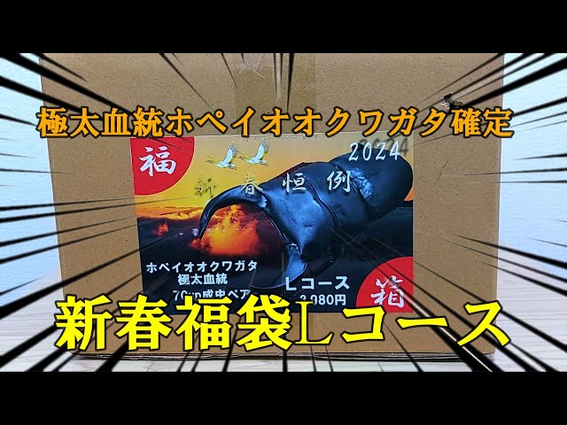 クワカブ福袋　オオクワガタ確定 極太血統】フジコンさんのホペイオオクワガタ確定福袋を開封したら生体