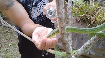 Snake Drinks Water From Hiker