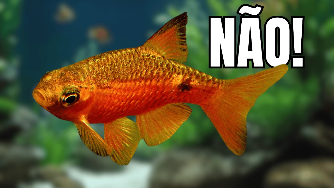 Os PIORES Peixes para Aquário Comunitário 😬 (Evite Esses Erros!)