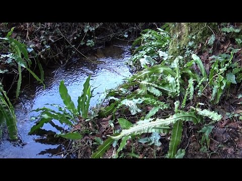 Video: Plante Vir Waterman