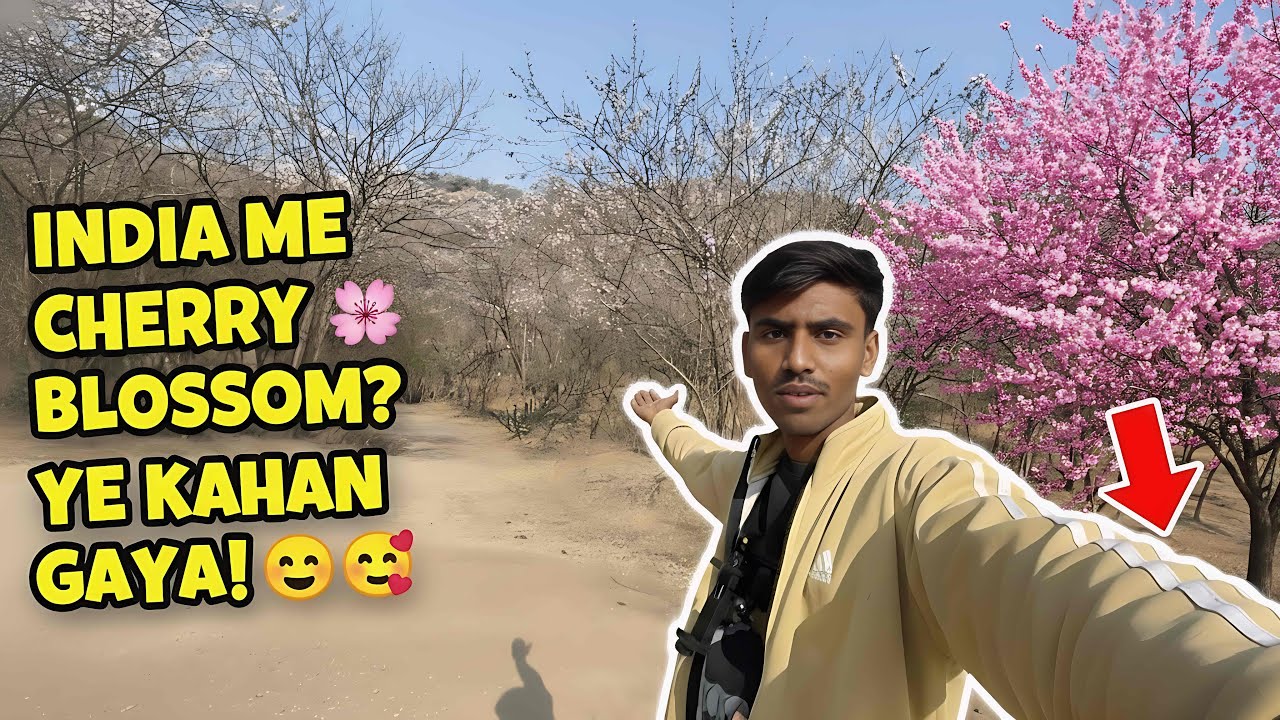 Japan Nahi, Ye INDIA Hai! 😱 Finding Secret Cherry Blossoms in India 🌸✨