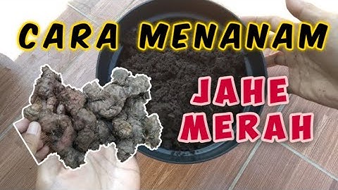 CARA TANAM JAHE MERAH DI DALAM POT!