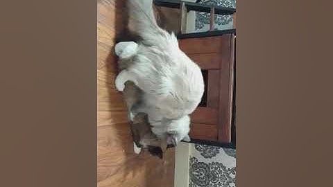 Watch the video about Ragdoll breeding, Gucci bi blue mink and Peaches brown chocolate mink