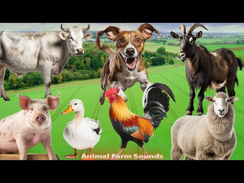 Animal Farm Sounds: Chicken, Cow, Dog, Sheep, Pig, Goat - Animal Paradise