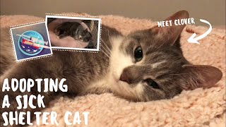 Adopting A Shelter Cat