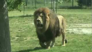 FACING A MUSCULAR 300 KG LION!!! ( Panthera)