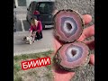 Спадзяюся, гэта відэа прынясе вам радасць. Дзякуй за прагляд. #FYP #ForYou #Shorts