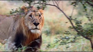 Young Male Lion (Lambile) Rejected by Lioness