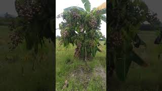 Buah Lengkeng Aman Dari Kelelawar