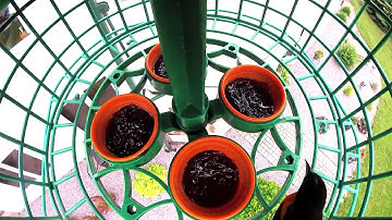 Perfect Oriole Jelly Feeder by Harmony Bird