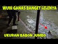 mancing lele disini ganas tarikannya bikin tangan pegel melawan babon jumbo sesi 2