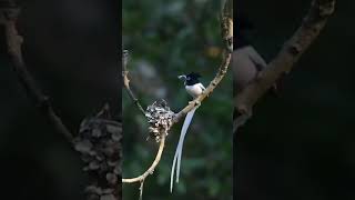 burung kopi susu