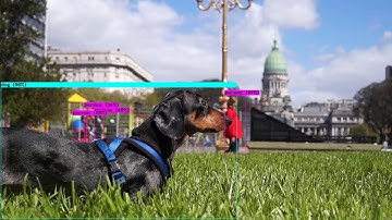 YOLOv4 Dachshund Detection with TensorFlow