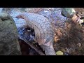 El Pangolin asesino????