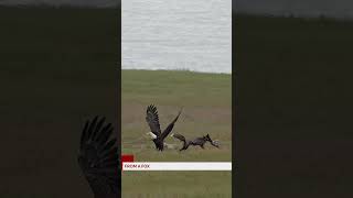 Crazy eagle tries to steal a rabbit right out of a hungry momma fox’s mouth.