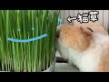 猫草を食いまくるモルモット