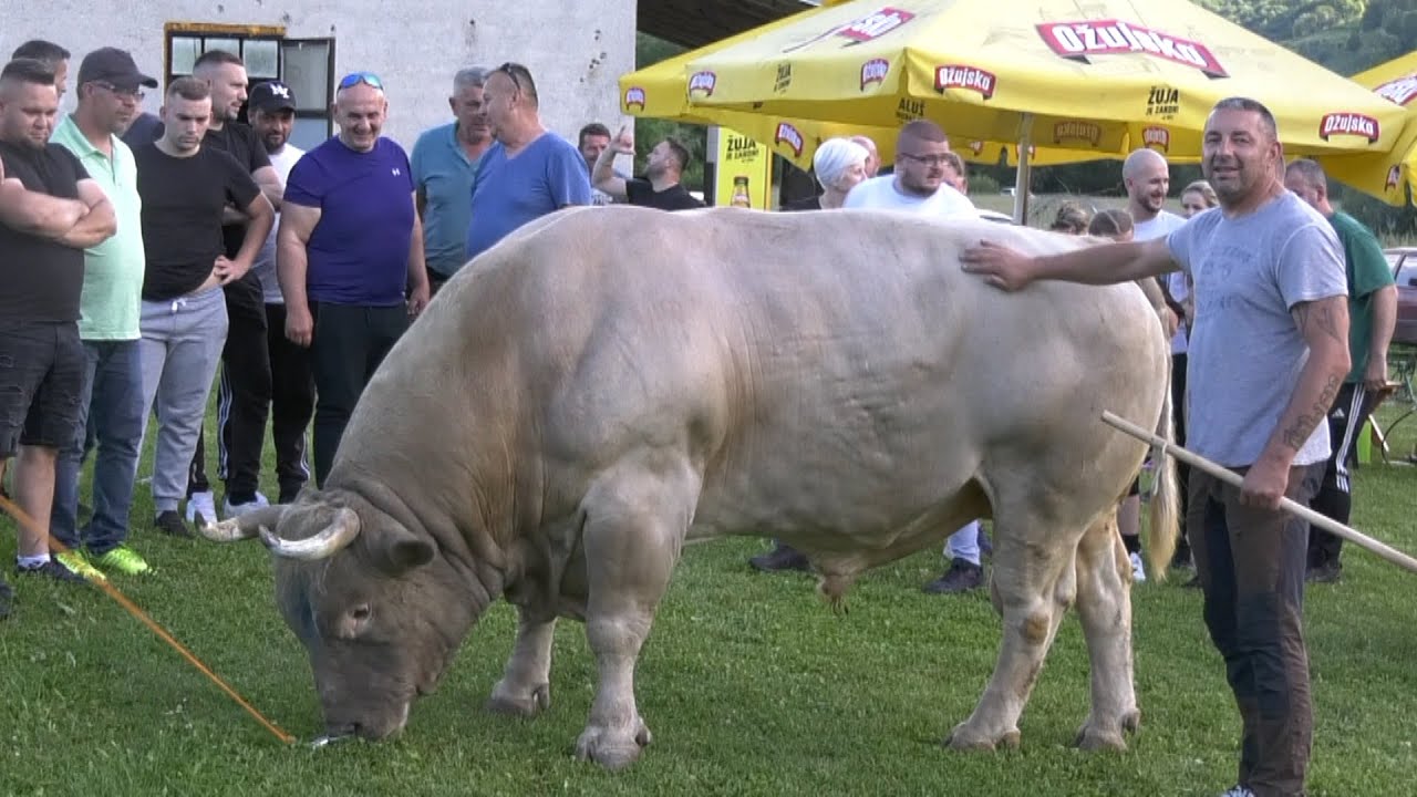 - GOLUB POBIJEDIO, DADO NAPRAVIO FEŠTU, SANICA 2024