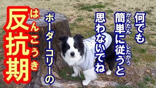 Rebellious Border Collie - YouTube