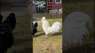 GANDALF kräht 🥰 Zwerg-Houdan Hahn im Farbschlag „Weiß“ #haubenhühner #crestedchickens #rooster