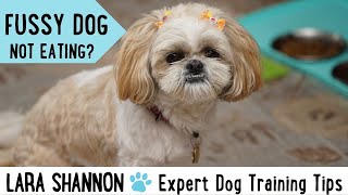 Fussy Dog Not Eating?  Expert Dog Training Tips to Help by Lara Shannon 61 views 1 year ago 3 minutes, 37 seconds