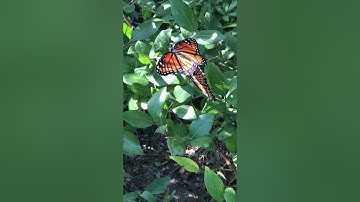 Monarch Butterflies Mating in Our Blueberry Fields