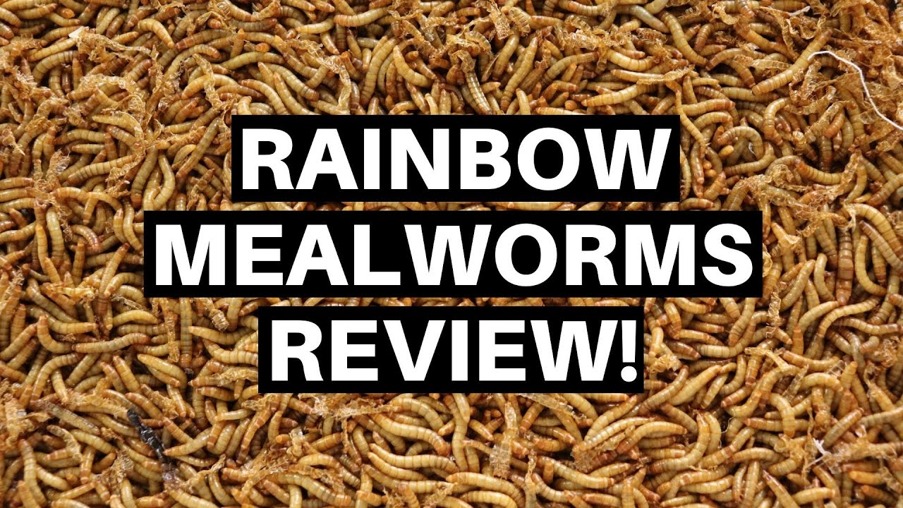 Rainbow Mealworms Unboxing And Review Benjamin s Exotics YouTube rainbow-mealworms-unboxing-and-review-benjamin-s-exotics-youtube