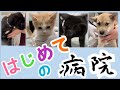 【はじめて盛りだくさん】子犬と子猫初めての病院へ密着！