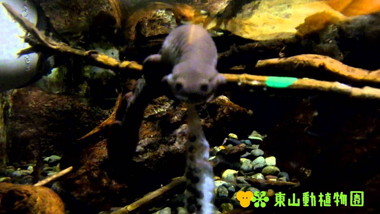 カスミサンショウウオやウーパールーパーの絶滅危惧種って何種類 かわいい動画も Life Is Beautiful