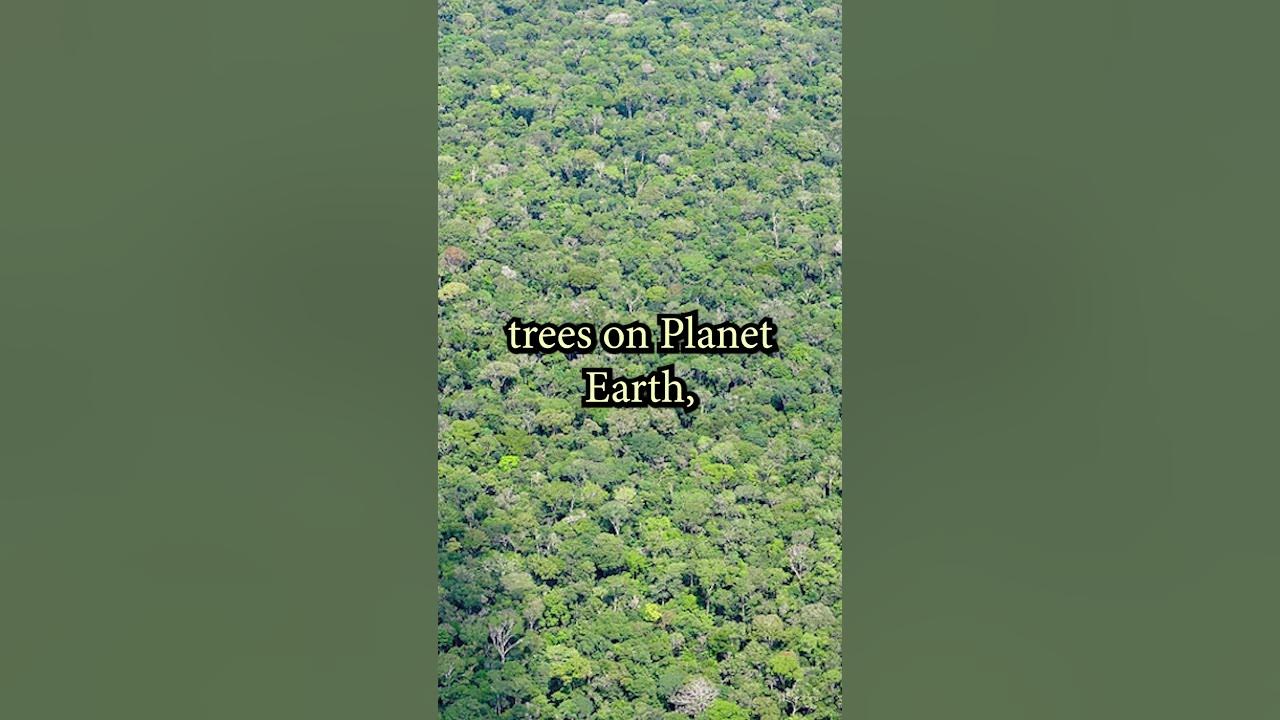 How many trees are on earth shorts forest space facts youtube