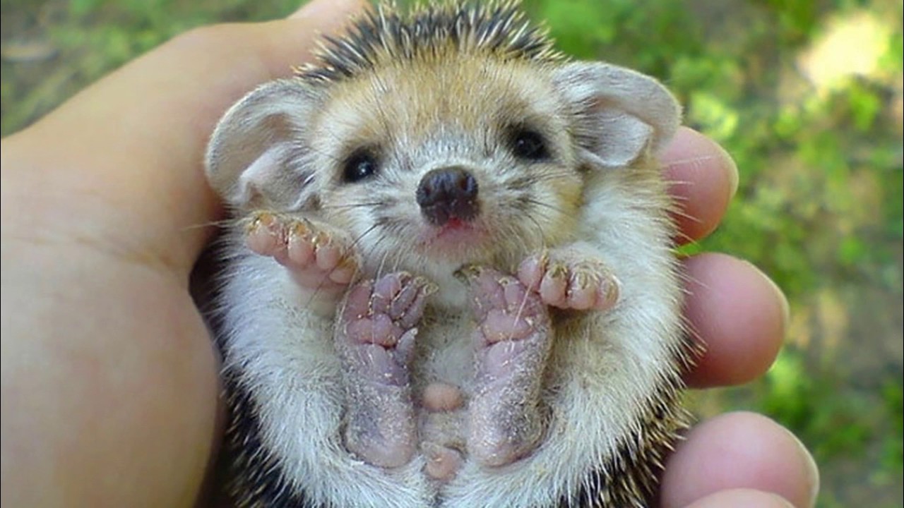 Григорий Горин "Ёжик" / Короткие рассказы / Аудиокнига - YouTube