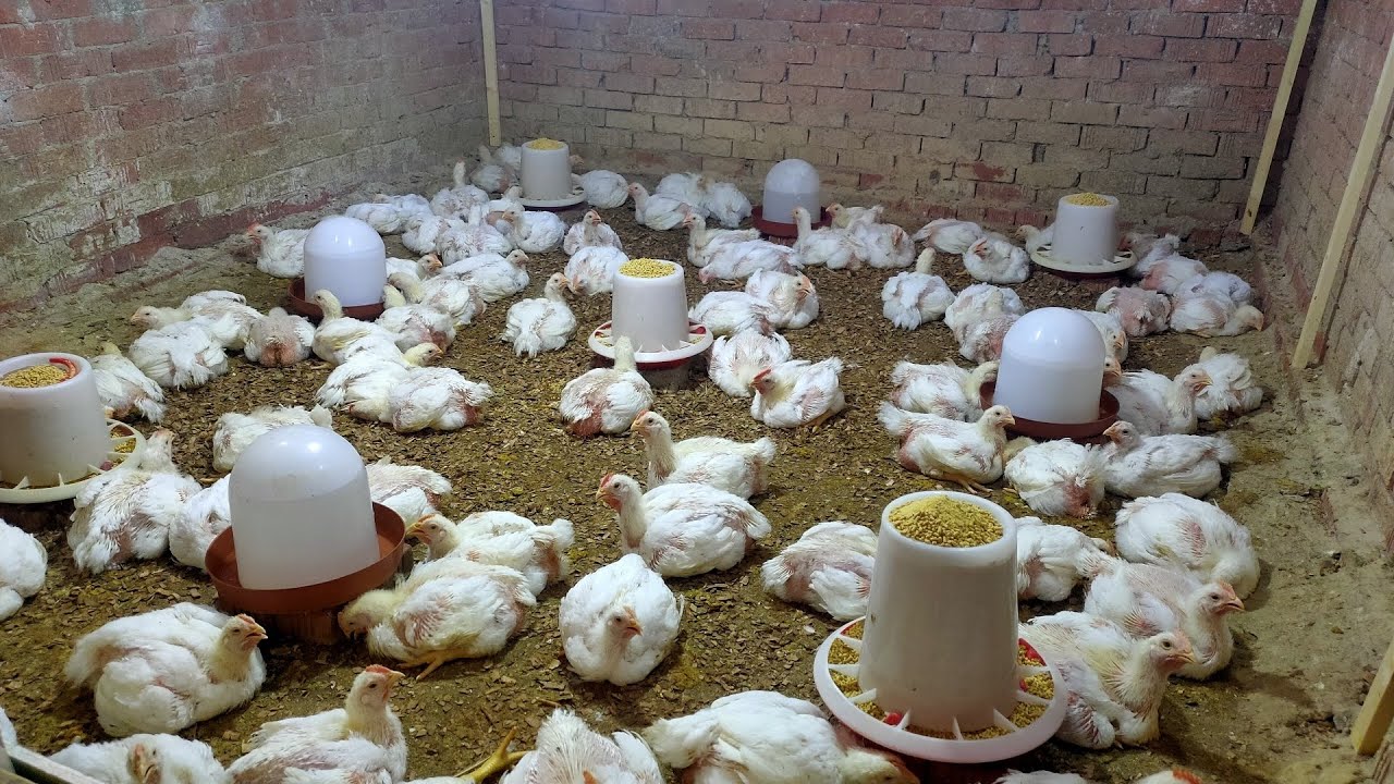 دراسة جدوى تربية ١٠٠ كتكوت ابيض فى الصيف بالتفاصيل ، مكسب تربية الفراخ البيضاء