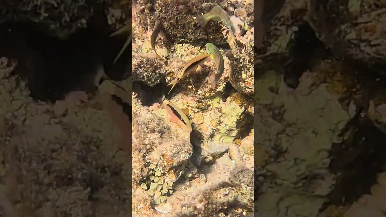 Blue Lined Wrasse -  Beauty You Have to Slow Down For 🐠🎨🪸