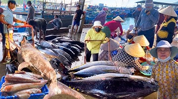 Chạm Mặt Cá Cờ 140kg Ở Cảng Hòn Rớ | Cô Khán Giả Đi Biển Mấy Chục Năm