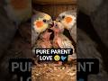 Sudden Baby Bird Joins Feeding 😳🐦 | Pure Parental Love Caught on Camera 💛