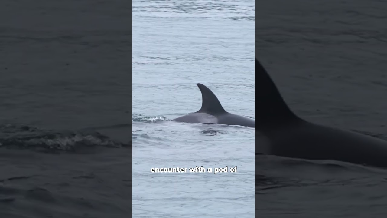 Orca Encounter in the San Juan Islands (Pacific Northwest)