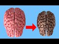 ¿Qué ocurre en tu cerebro cuando bebes alcohol cada día?