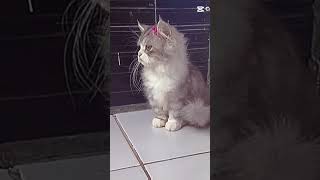 No Kunti Bogel 2 Hari Lagi Kamu Mau Ke Jakarta