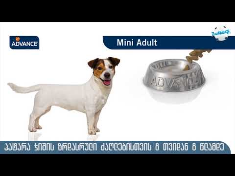 ედვანსი, Mini Adult