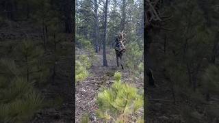 Finding Elk Sheds #shedhunting #antlers