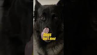 The #1 Mistake You Make With Your Dog Every Day (And It’s Pushing Them Away)